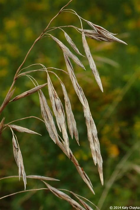 What Is A Good Grass Seed - what is the best grass seed for michigan