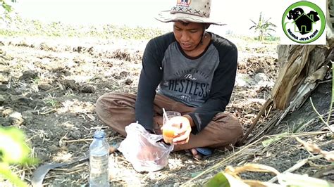 Materi belajar.co.id pada kali ini akan membahas tentang cara membuat puisi khususnya buat pemula dan pelajar, penjelasan disertai dengan. Cara Membuat Racun Tikus sawah | cara mudah dan murah ...