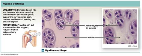 Hyaline Cartilage Hyaline Cartilage Human Anatomy And Physiology
