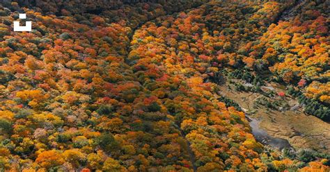 A Mountain With Trees And Bushes Photo Free Vermont Image On Unsplash