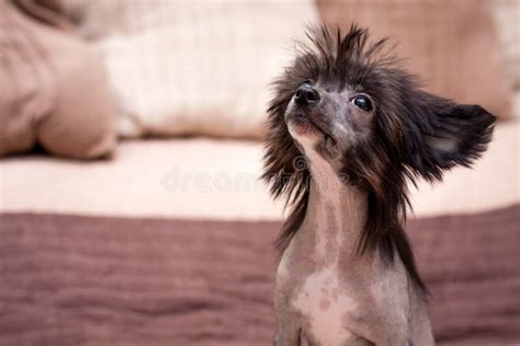 Chinese Shaggy Dog Stock Image Image Of Pedigreed Expression 60729293