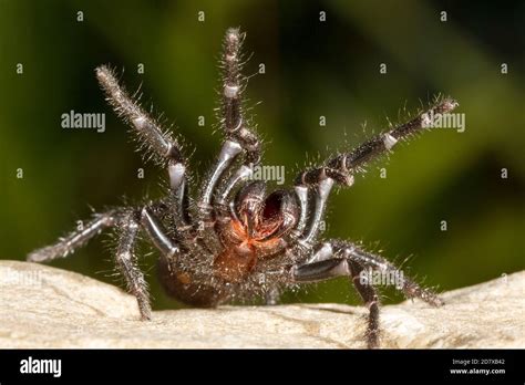 Deadly Funnel Web Spider Australia Hi Res Stock Photography And Images