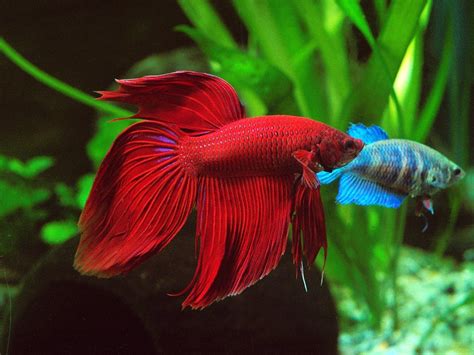 Betta Splendens Siamese Fighting Fish Red Male Live Tropical