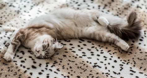 9 Cozy Spots For The Ultimate Cat Nap Bechewy