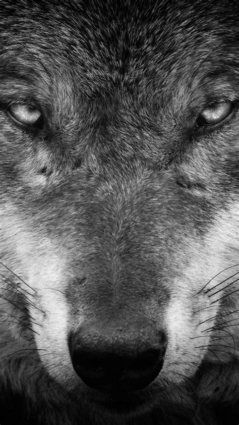 Alpha Wolf Wallpapers Top Free Alpha Wolf Backgrounds Wallpaperaccess