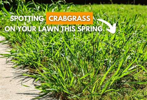 The Difference Between Crabgrass And Coarse Fescue Experigreen