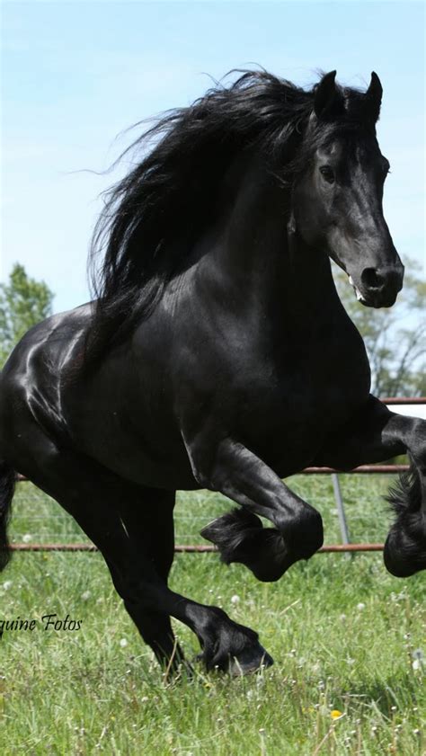 Free Download Hd Animals Wallpapers Friesian Black Running Horse