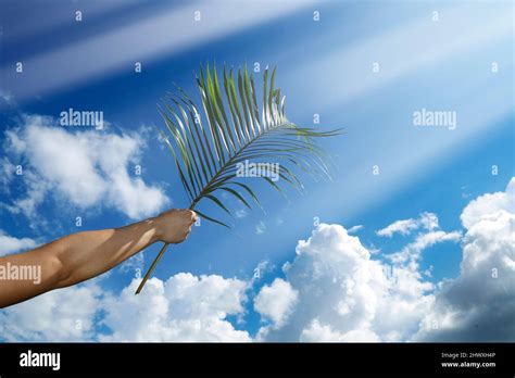 Hand Holding Branch With Blue Sky Background At Palm Sunday Celebration
