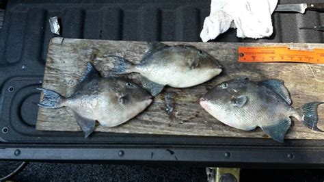 Triggerfish Caught On Delaware Bay Structure By Michael Jordan