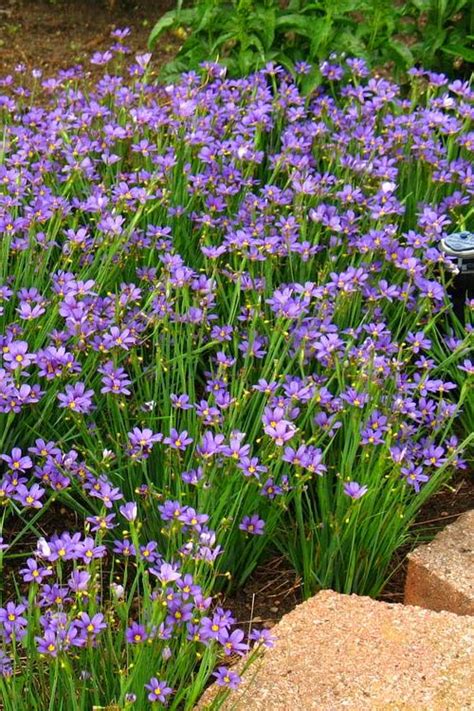 buy lucerne blue eyed grass plants free shipping 5 pack of quart size pots for sale from