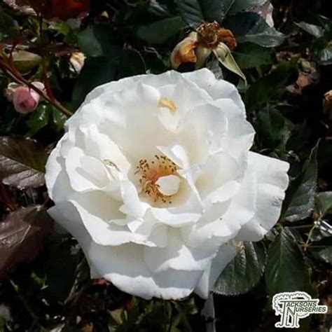 Buy Rosa White Flower Carpet Groundcover Rose In The Uk