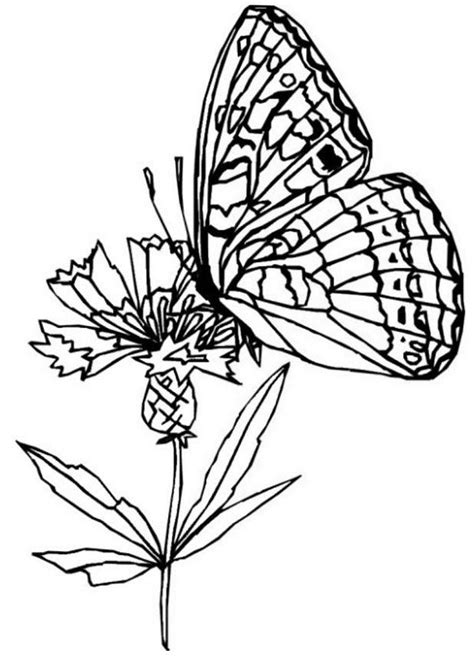 Free Coloring Pages Of Butterflies And Flowers, Download Free Coloring