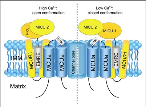Mitochondrial Calcium Uniporter Architecture And Regulation62