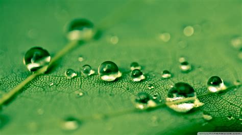 Online Crop Water Droplets Water Drops Leaves Green Hd Wallpaper