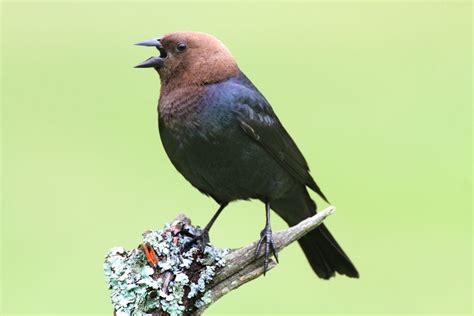 Wild Profile Meet The Brown Headed Cowbird Cottage Life