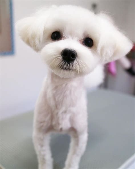 Short Cute Maltese Haircuts Maltese Haircut Styles Maltese Pinteres