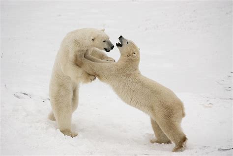 Polar Bears Play Fighting At Churchill Photograph By Tom Soucek