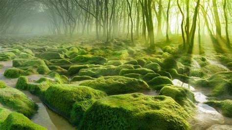 Nature Landscape Water Trees Forest Moss Mist Stones Sun Rays
