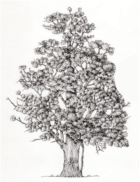 Totara Podocarpus Totara Tree Lizzie Harper
