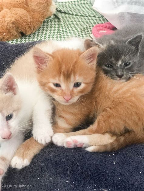 Cats near me is to help the owner with a low budget make the health decision of spaying or neutralizing in a customized allowance.the primary function of. 3 Tips to help acclimate new kittens with dogs - Duke ...