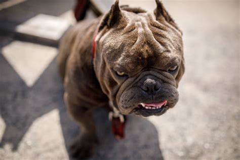 Angry Pitbull Stock Photos Pictures And Royalty Free Images Istock
