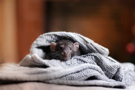 We provide for expert pest elimination services in queens county. New York Pest Control | Putnam, Westchester, Dutchess ...