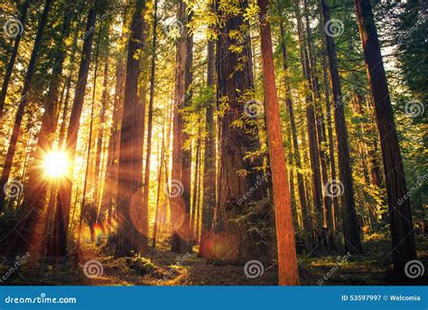 Forest Trail Sunset Stock Image Image Of Plant Botanic 53597997