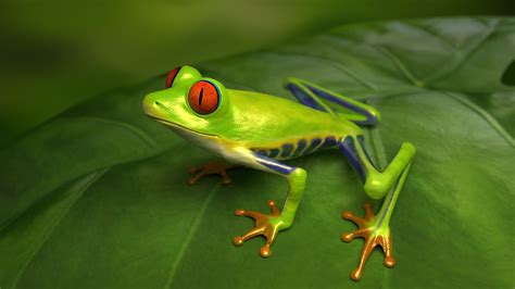 Tree Frogs Frog Animals