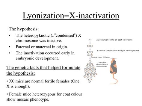 Lyonization X Inactivation One Of The Two X Chromosomes In Every