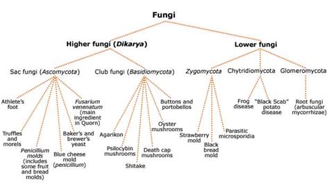 Fungi Diagram Kingdom