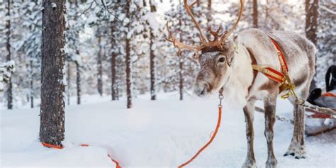 Why You Have To Visit The Lapland In Norway Renna Mammiferi Animali