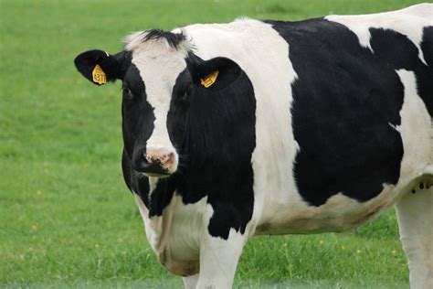 Select from premium cow of the highest quality. Milk Intolerance - Bovine Beta Casein Enteropathy - Gluten ...