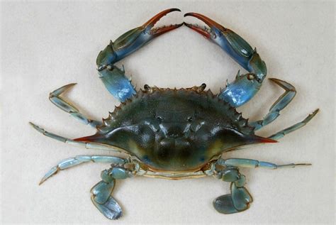 Blue Crab Callinectes Sapidus