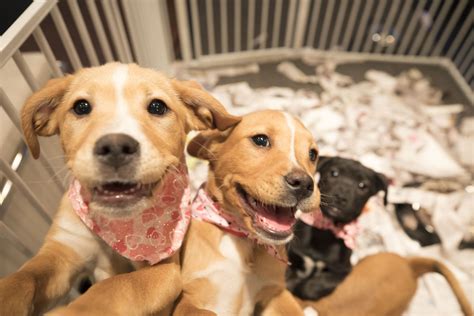 PUPPIES: Check out photos from the Michigan Humane Society Telethon
