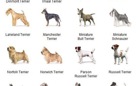 Akc Breeds By Group Terrier Dogs 5 Of 7 Animals Pinterest Akc