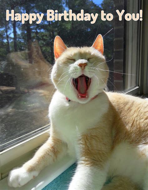 An Orange And White Cat Yawns While Sitting In Front Of A Window With