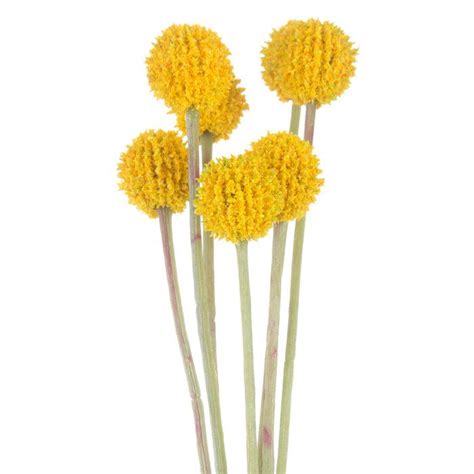 I have rented a space in a shop in fitzroy called @incube8r. Yellow Billy Button Spray | Artificial flowers, Flower ...