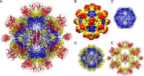 It is a long unsegmented virus, also called enveloped because it is covered in a membrane. Structure of the hepatitis E virus-like particle (VLP) (T ...