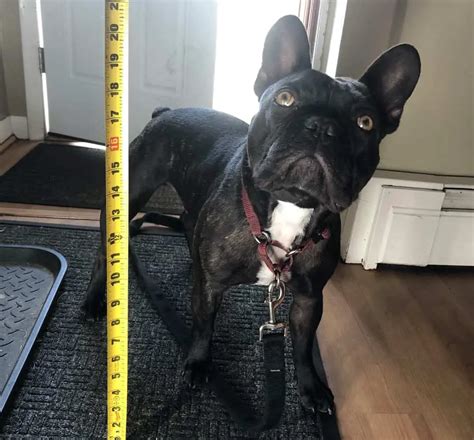 How Do You Measure A French Bulldogs Height