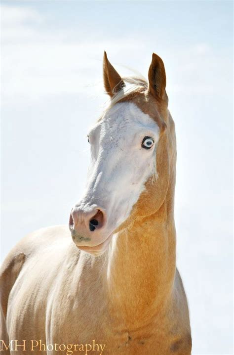 Blue eye beautiful cute horses. 183 best images about Horse w/Blue Eyes & Color Blue on ...