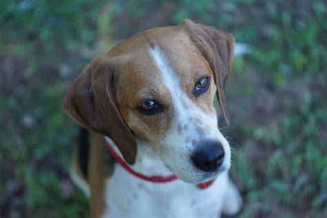 Choosing A Beagle Mix Breed Which Is Best For Your Home Embora Pets