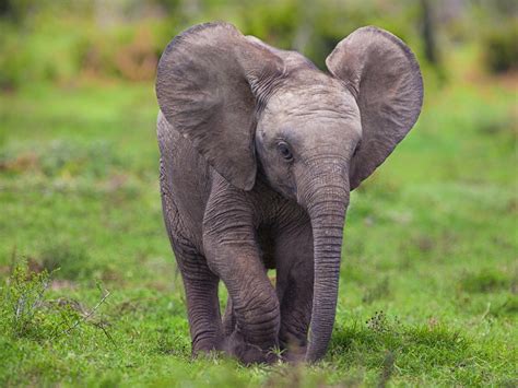 Young Elephant Wallpapers Wallpaper Cave