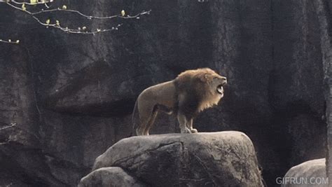 Best Lion Roar GIF Images Mk GIFs Com