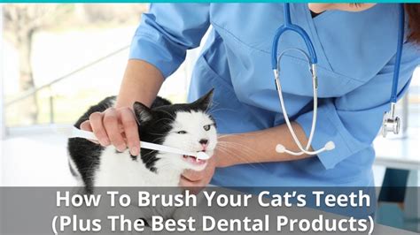 Place the cat in your lap near water so that you can flush the mouth. How To Brush Your Cat's Teeth At Home (With The Best ...