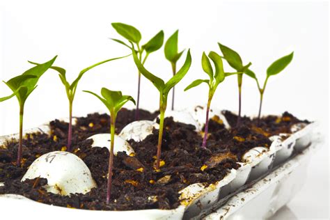 Cómo Germinar Semillas De Chile Huerto En Casa