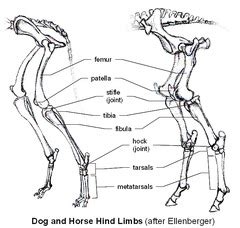 He's a sturdy boy at 14lbs, but built very oddly. AS 512 Laboratory Syllabus flashcards | Quizlet