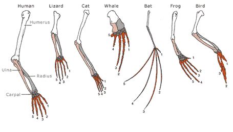 Biology Vocabulary Terms: Analogous Structures