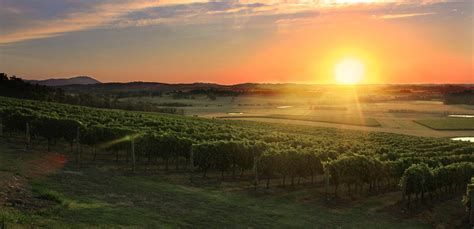 Yarra Valley Delights Tourists Melbourne Lovers