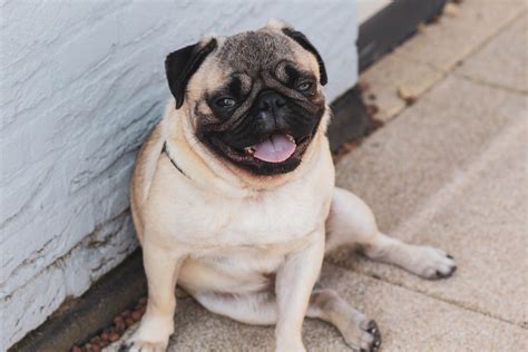 Pug Photos Download The Best Free Pug Stock Photos And Hd Images