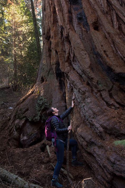 Ancient Sequoia Grove Protected In Historic Conservation Deal Kqed